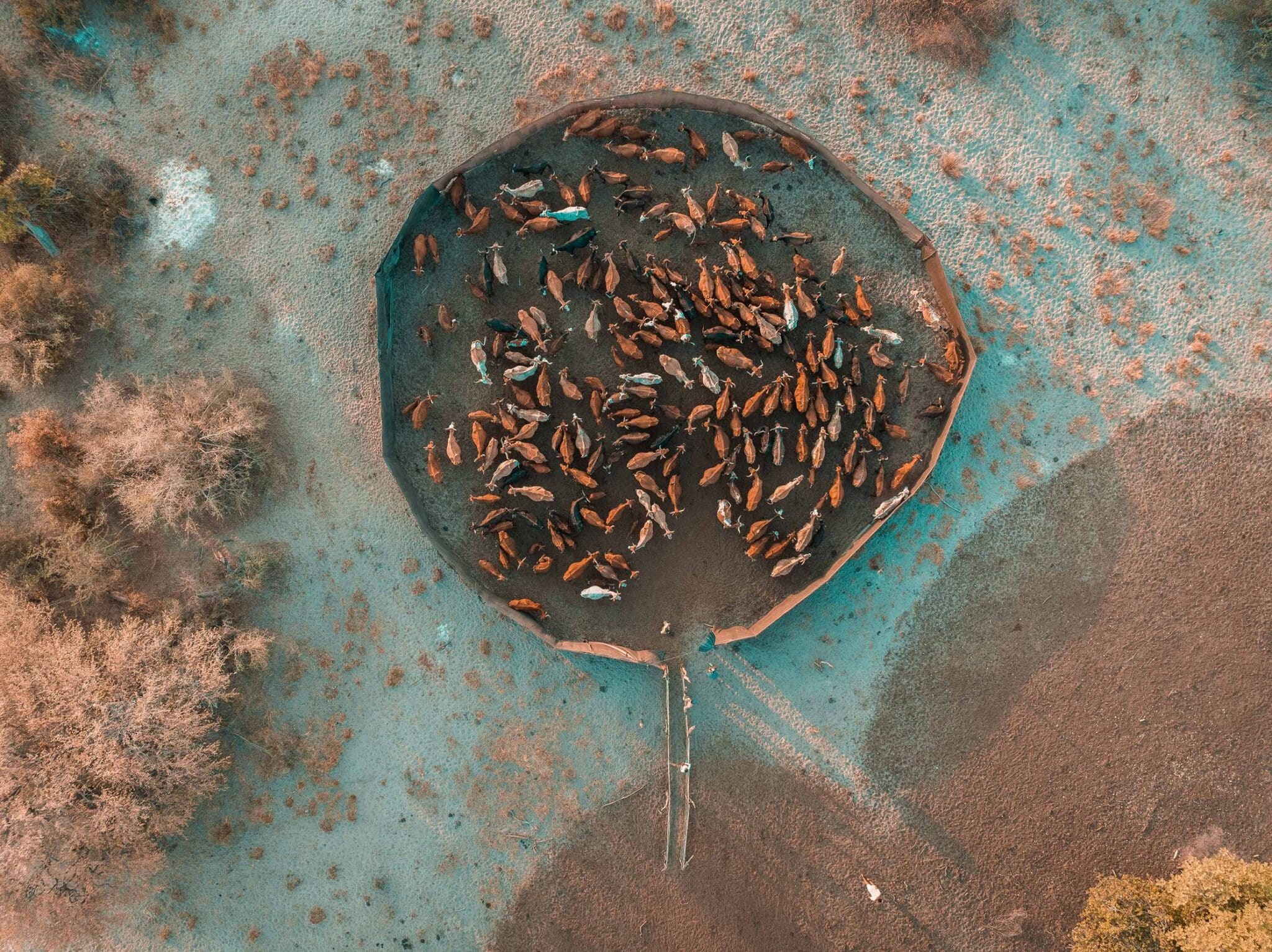 EarthShot_Botswana_Andy_Dr Andrew_0565