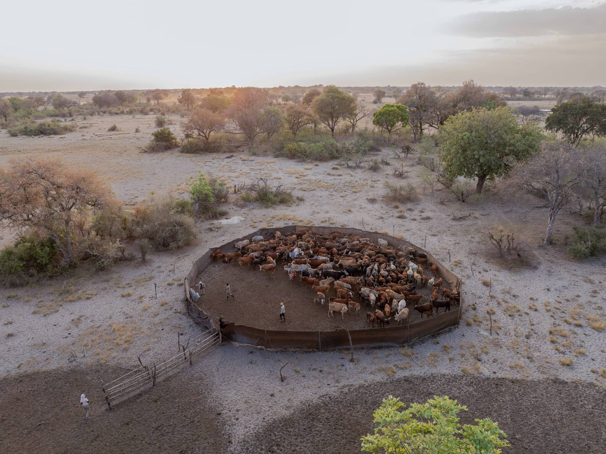 EarthShot_Botswana_Andy_Dr Andrew_0567