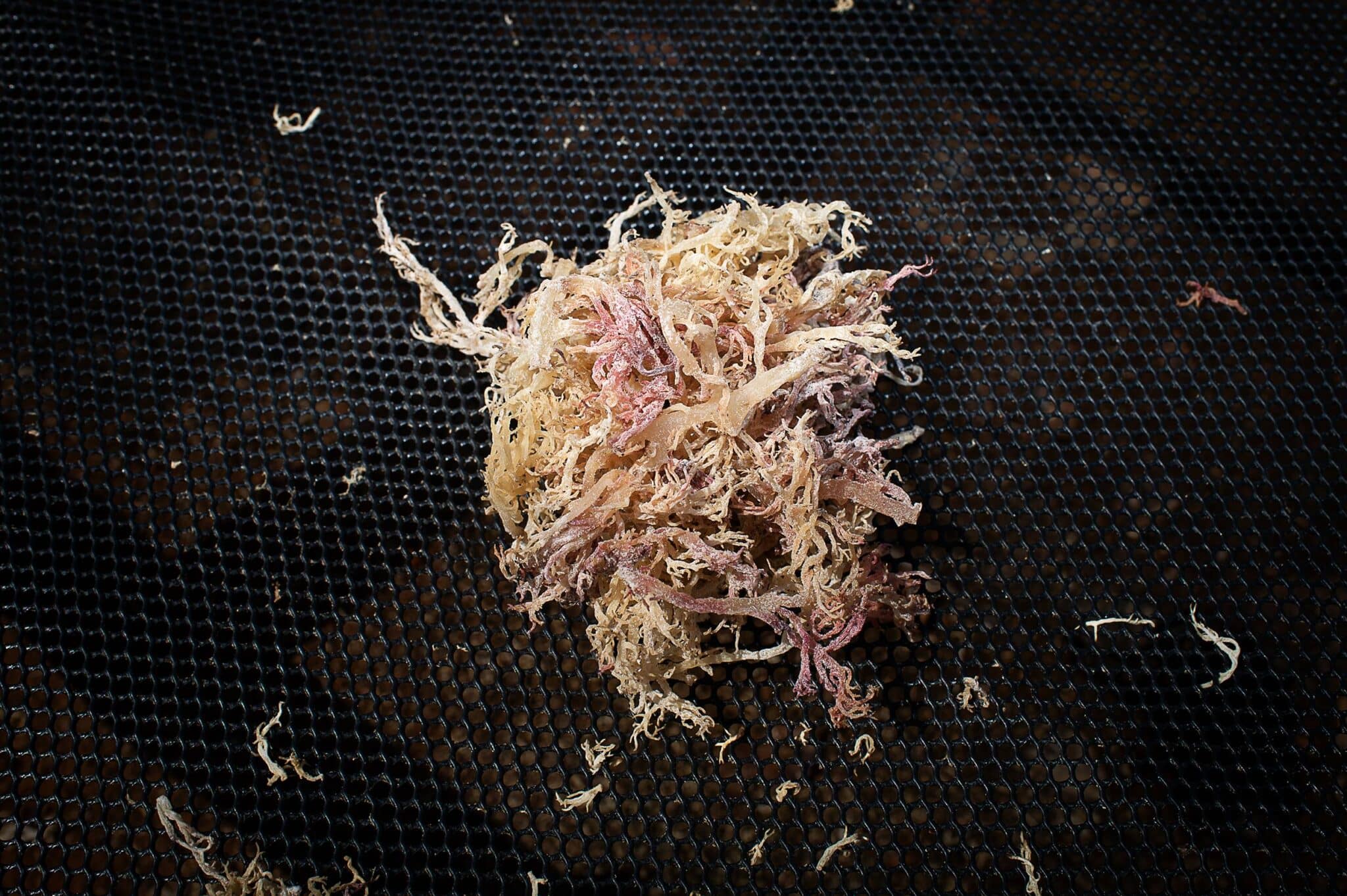 EarthShot_Madagascar_Viviane Rakotoarivony_ Ocean Farmers_-3