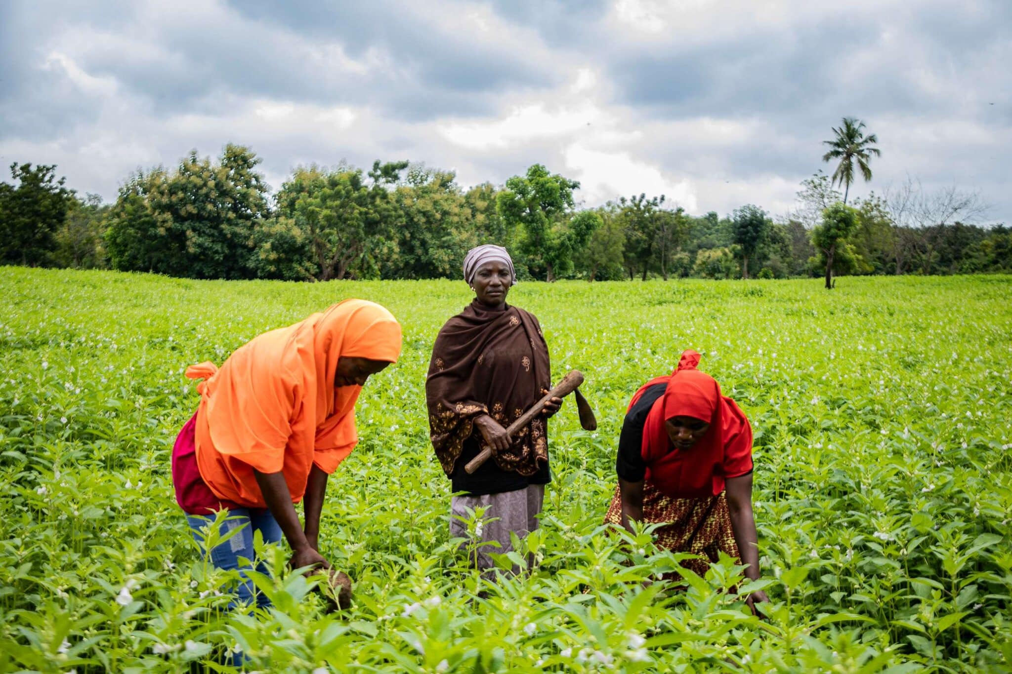 EarthShot_Nigeria_Rukaiya Ibrahim_Zebra CropBank-11