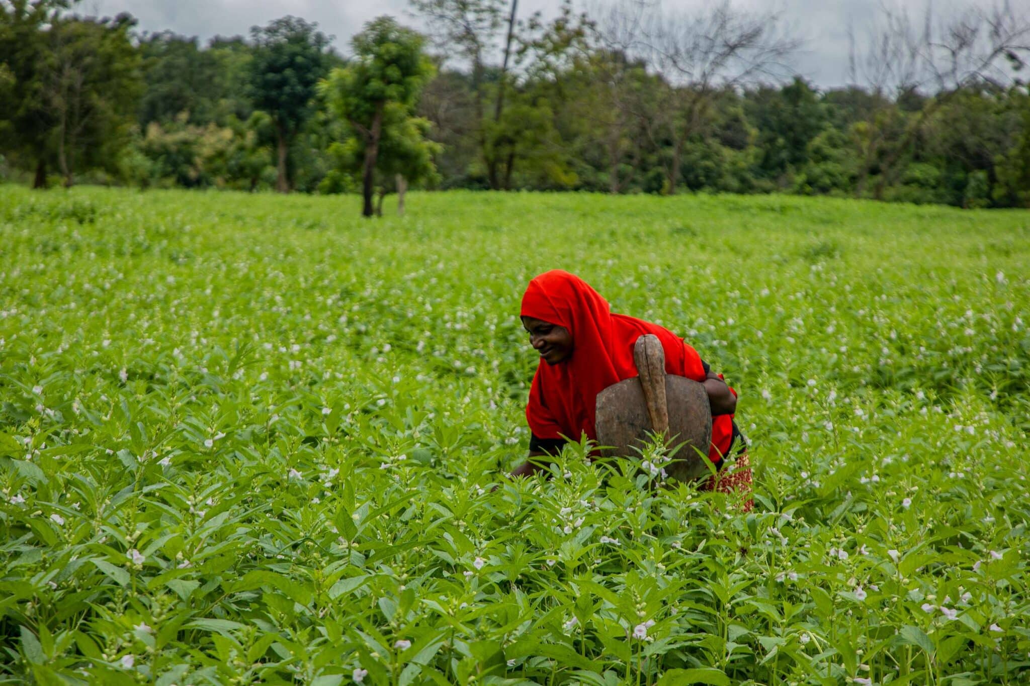 EarthShot_Nigeria_Rukaiya Ibrahim_Zebra CropBank-12